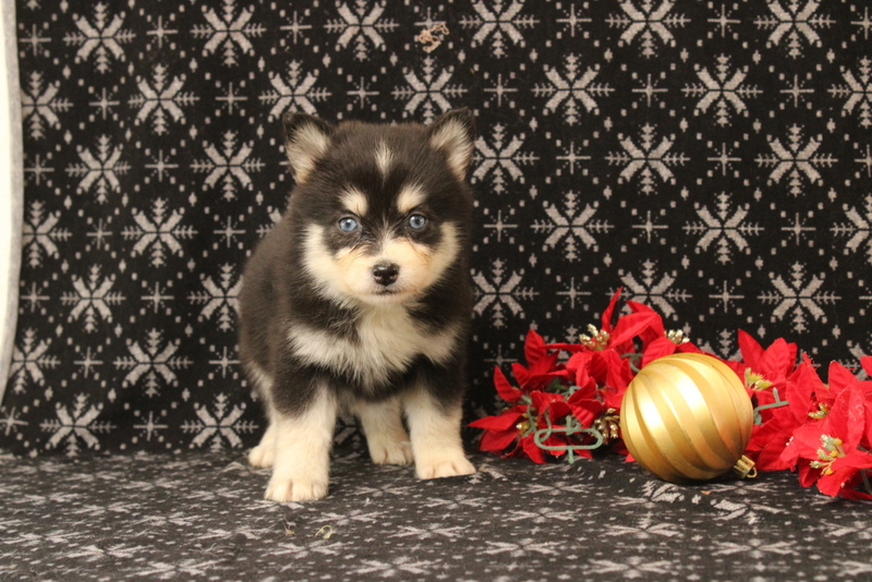 puppy, for, sale, Pomsky, Matthew B. Stoltzfus, dog, breeder, Gap, PA, dog-breeder, puppy-for-sale, forsale, nearby, find, puppyfind, locator, puppylocator, aca